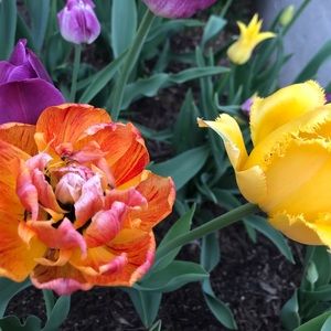 Meet your Posher, Maia